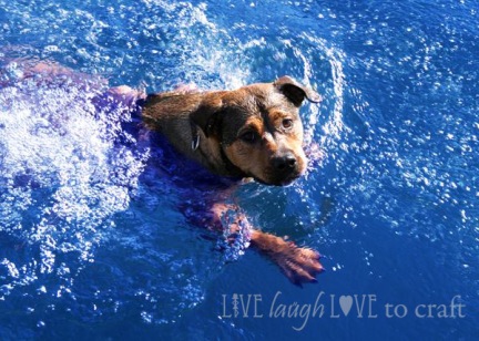 blog-lake-dog-swimming